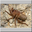 Anoplius infuscatus - Weswespe w002c Spinne-OS-Hasbergen-Lehmhuegel-det.jpg